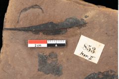 Foto (Detailsansicht) von Quercus palaeoilex Ettingshausen (NHMW-GEO-2024-0188-0853)